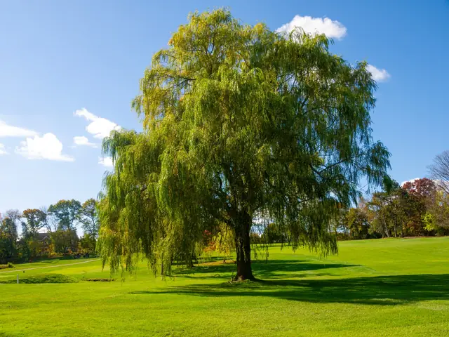 2025 Assman Open photograph 310